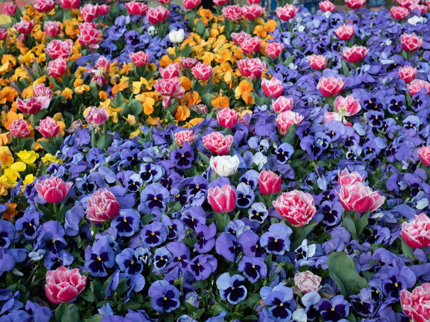 A vibrant floral display featuring a dense arrangement of purple pansies with dark centers, interspersed with pink and white tulips with ruffled petals, set among green foliage. The flowers appear fre